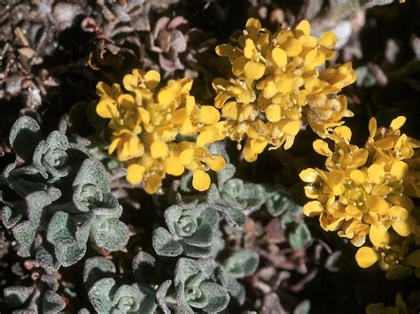 Flower Gallery :: Cruciferae :: 663_01