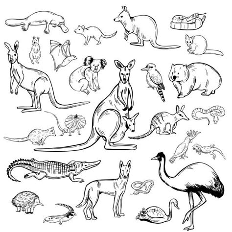 2 300 Wallaby Stock Illustrations Royalty Free Vector Graphics And Clip