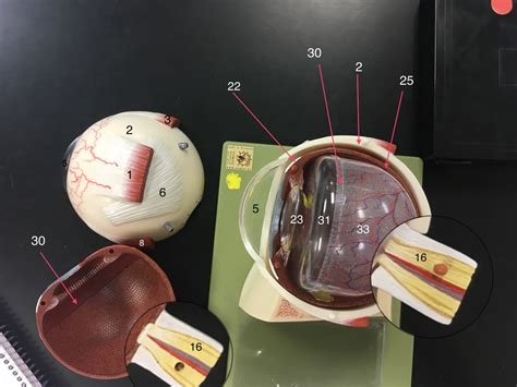 Complete Small Eye Diagram Quizlet