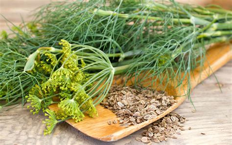 10 Health Benefits Of Dill Description And Side Effects Sustainable