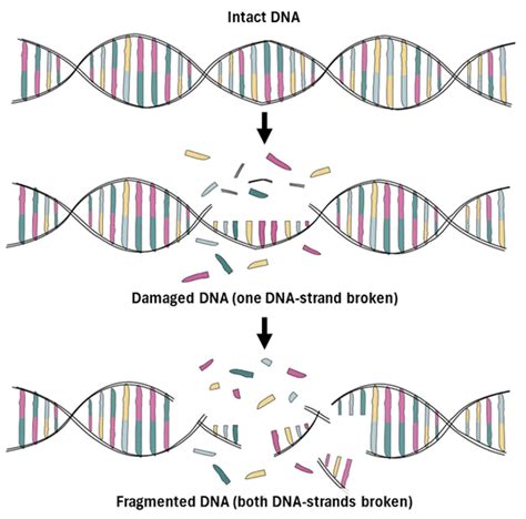 Dna Fragmentation Most Frequent Cause Of Reduced Fertility In Men