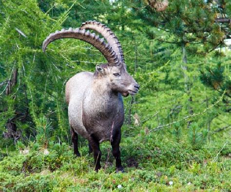 Ibex - Facts, Size, Diet, Pictures - All Animal Facts