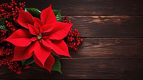 Beautiful Red Christmas Flower Poinsettia On A Dark Wooden Background