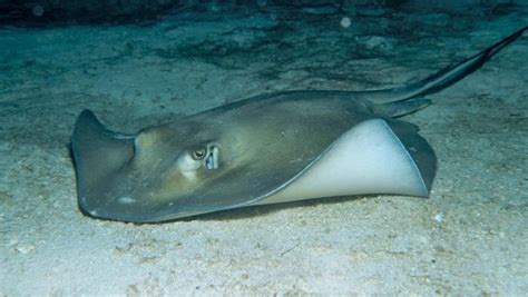 Southern stingray - Alchetron, The Free Social Encyclopedia