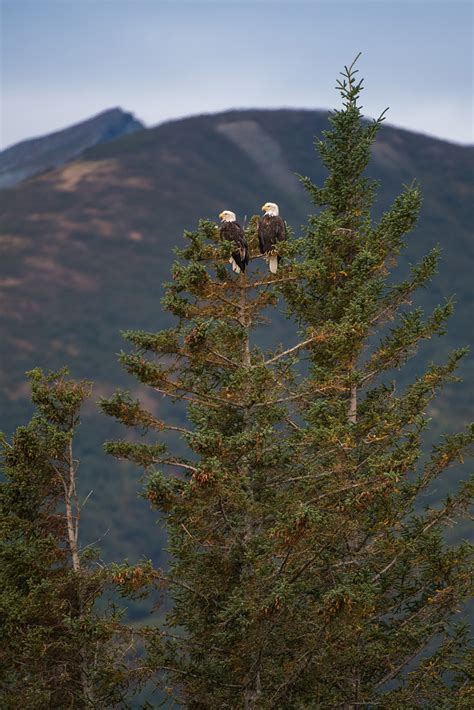 Two Bald Eagles Sean Crane Photography