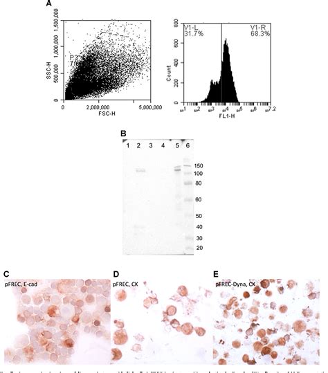 Figure 1 from Development of immortalized feline respiratory epithelial
