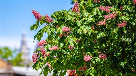 Wallpaper chestnut, tree, flowers, bloom, spring hd, picture, image