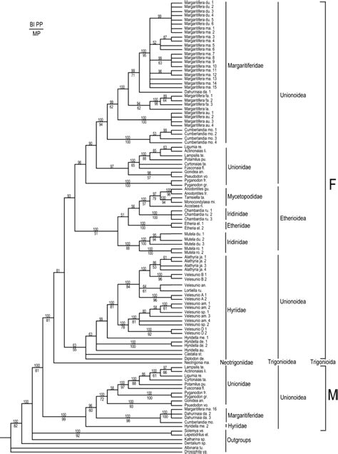 Fifty Percent Majority Rule Consensus Tree With Posterior