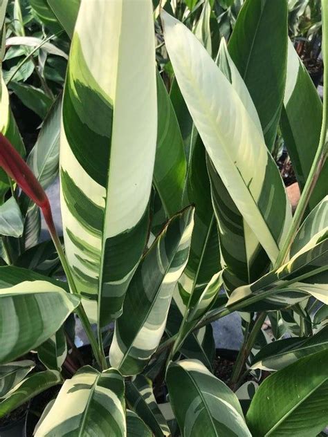 Heliconia Psittacorum Variegated Lady Di Shade Garden Plants