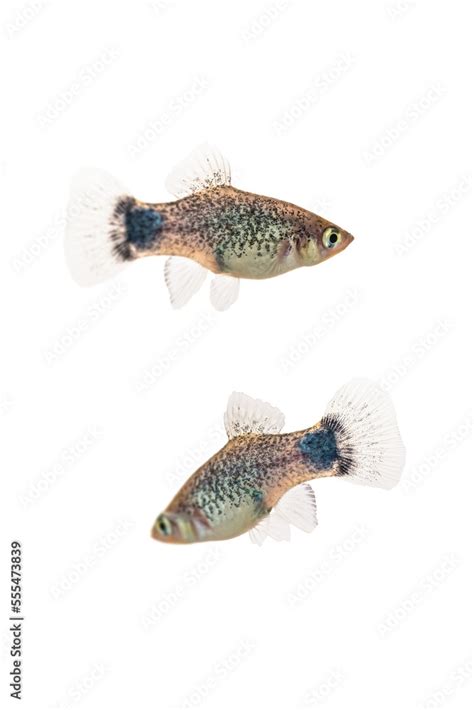 Two Blue Micky Mouse Platy Fish Xiphophorus Maculatus On A White