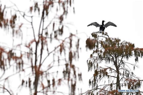 Pond Cypress Trees Birds Seen At East China S Wetland Park Xinhua