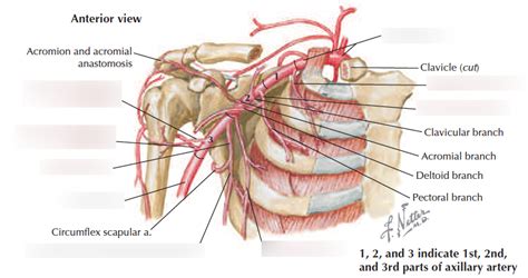 Branches Of Axillary Artery Exam 4 Diagram Quizlet