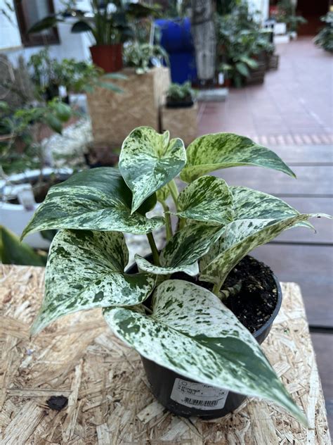 Epipremnum Pinnatum Marble Queen La Selva Gartneri