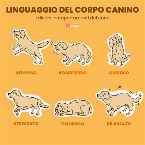 Espressioni Facciali Del Cane Come Interpretarle Wamiz