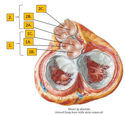 10 aortic and pulmonary semilunar valves Diagram | Quizlet