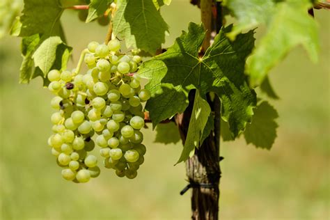 Fotos Gratis árbol Rama Uva Vino Fruta Flor Comida Verde