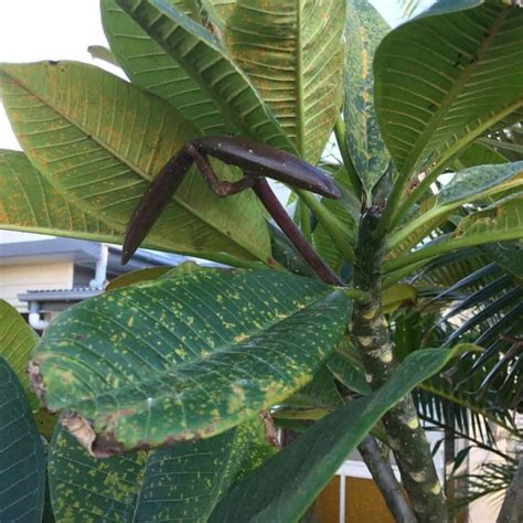 What Is Plumeria Rust Fungus And How To Treat It