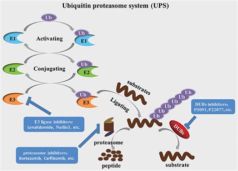 Frontiers Inhibition Of Ubiquitin Specific Proteases As A Novel