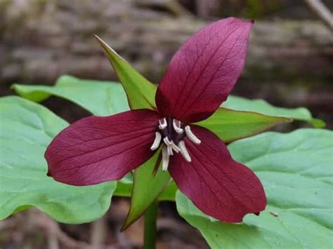 Native Plant Spotlight: Trillium