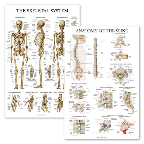 Buy Palace Learning Pack Skeletal System Anatomy Anatomy Of The