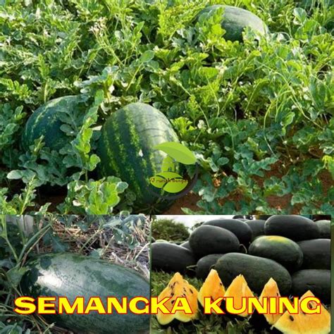 Jual Benih Buah Semangka Kuning Hibrida F1 Unggul Bibit Semangka Kuning