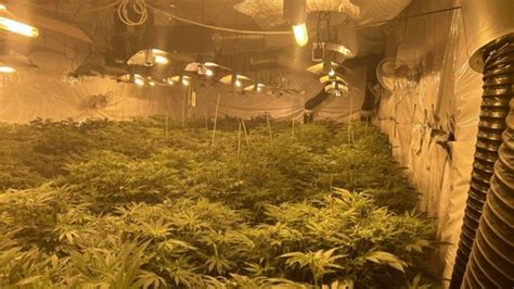 Dewsbury Cannabis Farm Worth Over £1m Found After Tip Off Bbc News