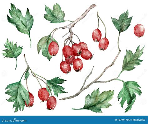 Watercolor Illustration Of Hawthorn Red Berries And Green Leaves On