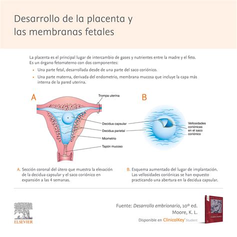 Elsevier Espa Ol On Twitter Desarrollo De La Placenta Y Las Membranas