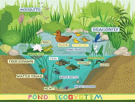 Pond Ecosystem Clip Art