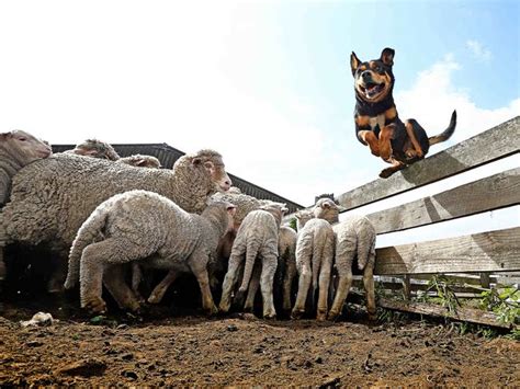 Royal Melbourne Show The Working Dogs Shows Australian Kelpie Hammer