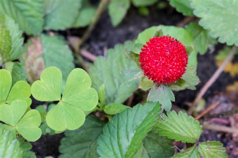 Walderdbeeren Anbau Pflege And Verwendung Der Pflanze