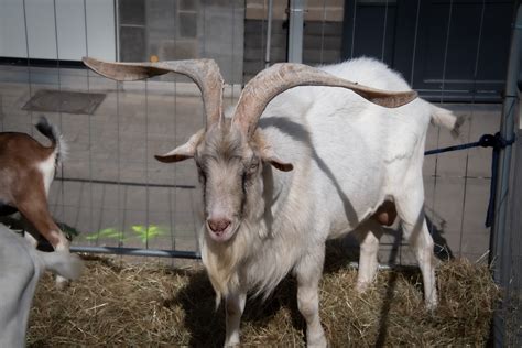 Goat Farm Animal Big Horns Free Stock Photo Public Domain Pictures