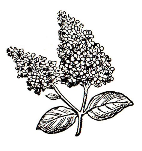 Lilac Flower Drawing at GetDrawings | Free download