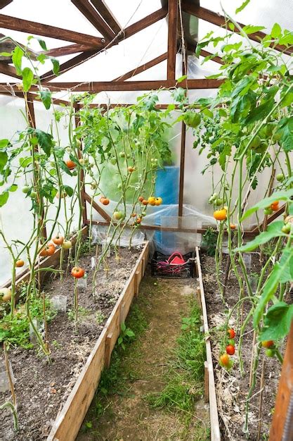 Premium Photo | Greenhouse with tomatoes