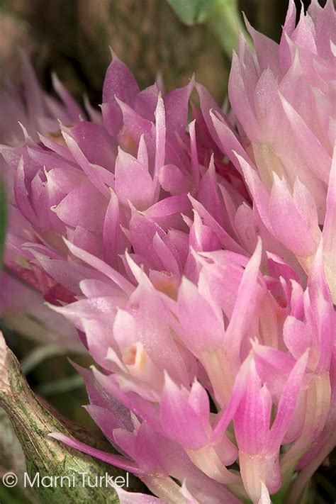 Dendrobium Purpureum Petiolatum