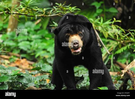 Malayan Sun Bear Stock Photo Alamy