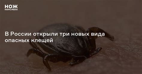 В России открыли три новых вида опасных клещей — Нож