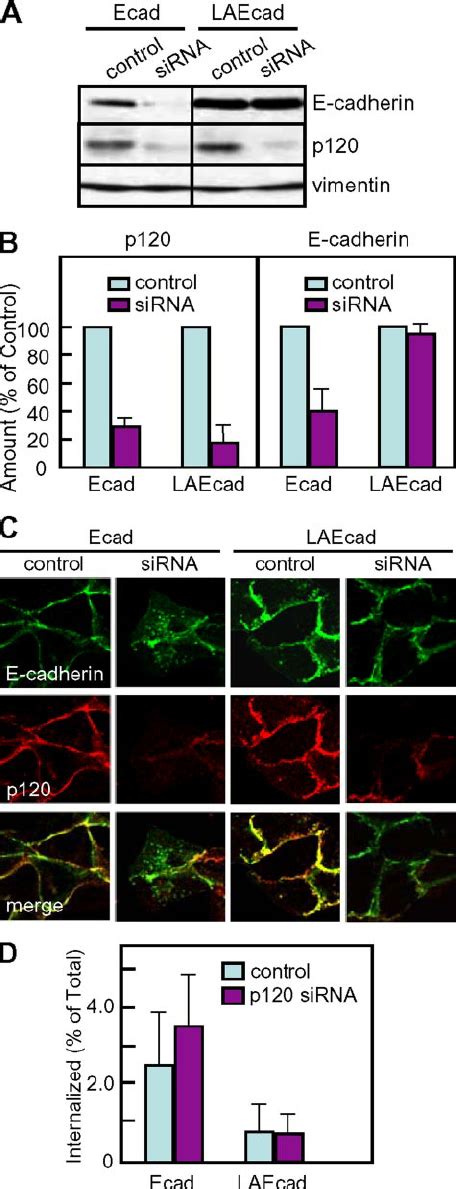 Reduced Recycling Of P120 Uncoupled E Cadherin A Surface Appearance