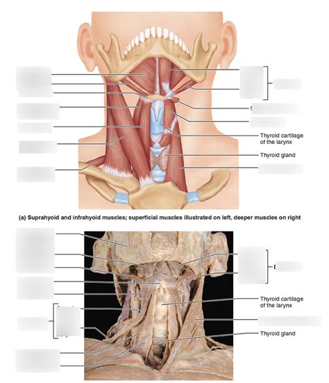 Muscles Of The Anterior Neck And Throat Diagram Quizlet