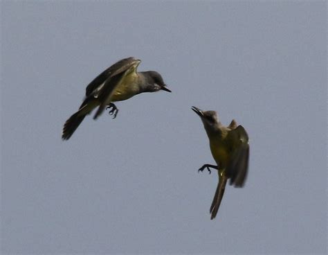 Tropical Kingbird Vs Cassin S Kingbird Tyrannus Melanchol Flickr