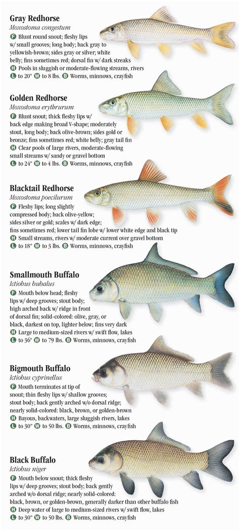 Freshwater Fishes Of Louisiana Quick Reference Publishing Retail