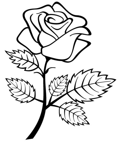 Black And White Rose Drawing | Free download on ClipArtMag