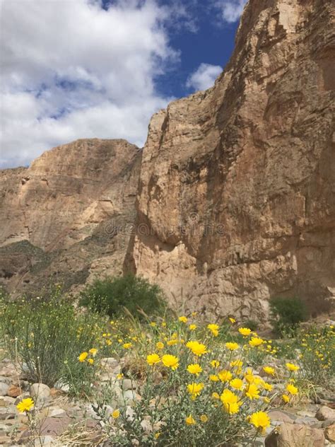 Big Bend National Park Stock Photo Image Of Grass Wildflowers 61786790