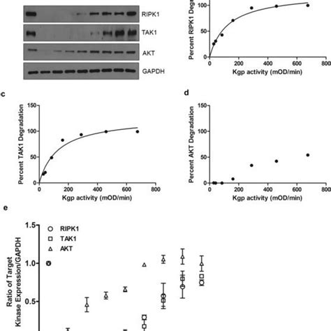 P. gingivalis gingipain activity suppresses bacterial-induced ... 