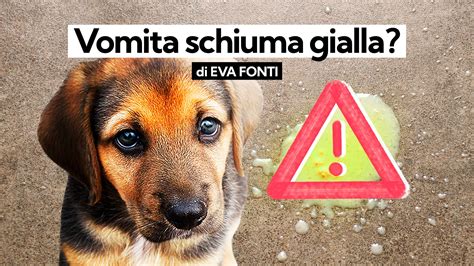 Revisione Appassire Dopo Di Che Cane Vomita Schiuma Gialla Al Mattino