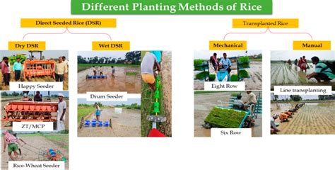 Direct Seeding Of Rice Dsr