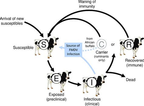 Epidemiology Models