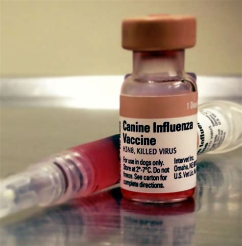 Canine Influenza What You Need To Know