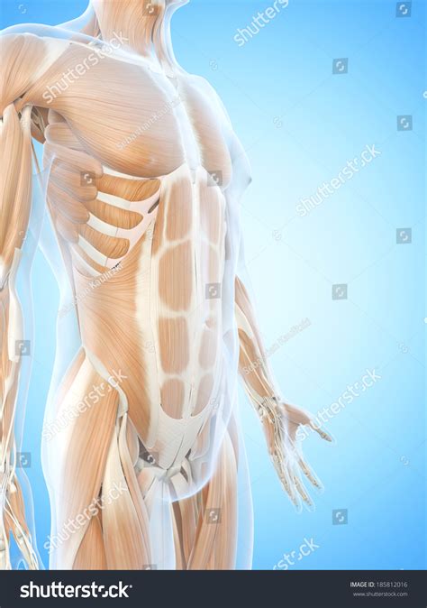 Anatomy Illustration Showing Abdominal Muscles Stock Illustration ...