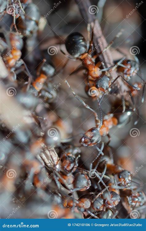 Ant Hill Red Forest Ants Close-up. Red Ants on Forest Floor Stock Photo ...